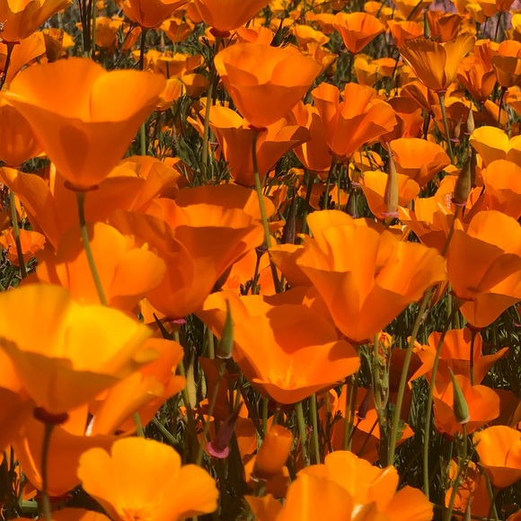 Meet your Posher, Rosa - Picture 1 of 1